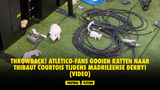 THROWBACK! Atlético-fans gooien ratten naar Thibaut Courtois tijdens Madrileense derby!  (VIDEO)